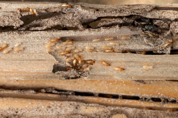 Best Residential Pest Control  in Crowley, LA